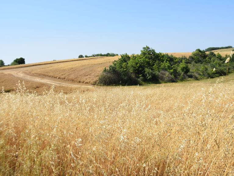 Épis d'or du Quercy