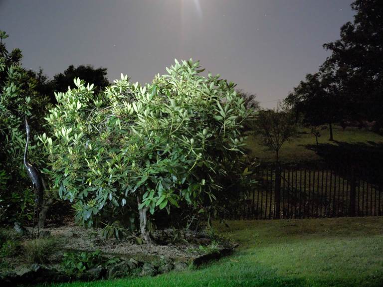 le héron dans la nuit