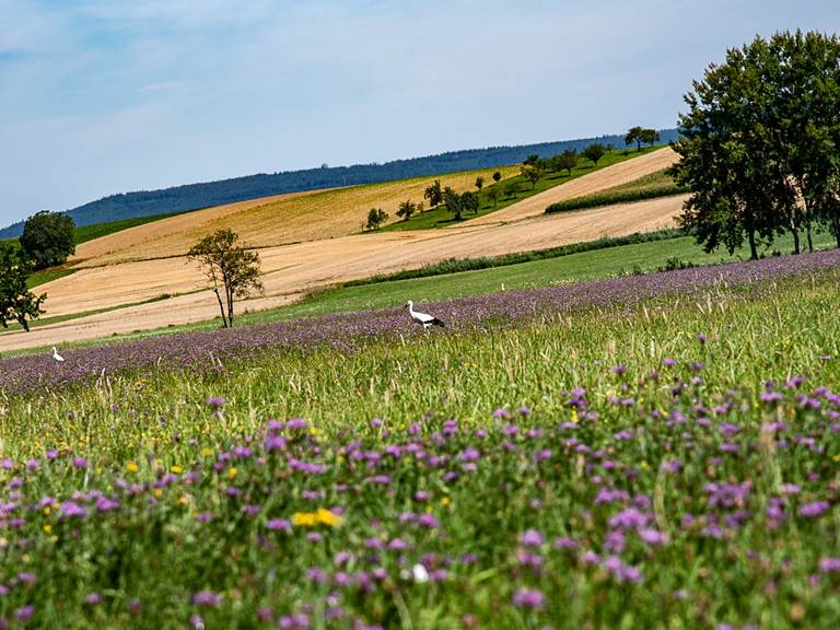 les cigognes sont de retour