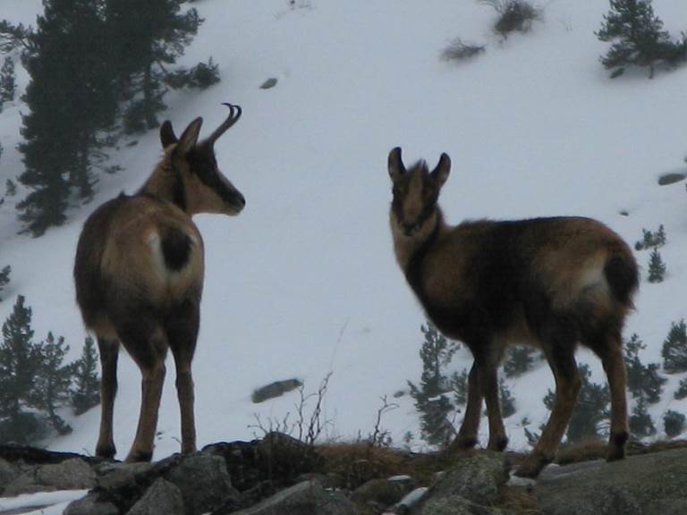 Randonnée à la rencontre des isards et des bouquetins