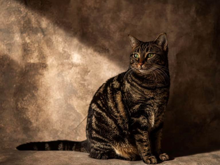 chambre-hotes-riec-sur-belon-finistere-sud-bretagne-cornouailles-bed-and-breakfast-visite-pont-aven-sentier-cotier-randonnée-jardin-centre-bourg