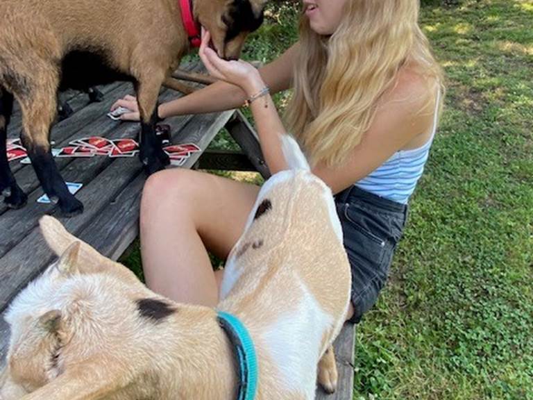 Nos chèvres pour une instant de liberté dans le jardin