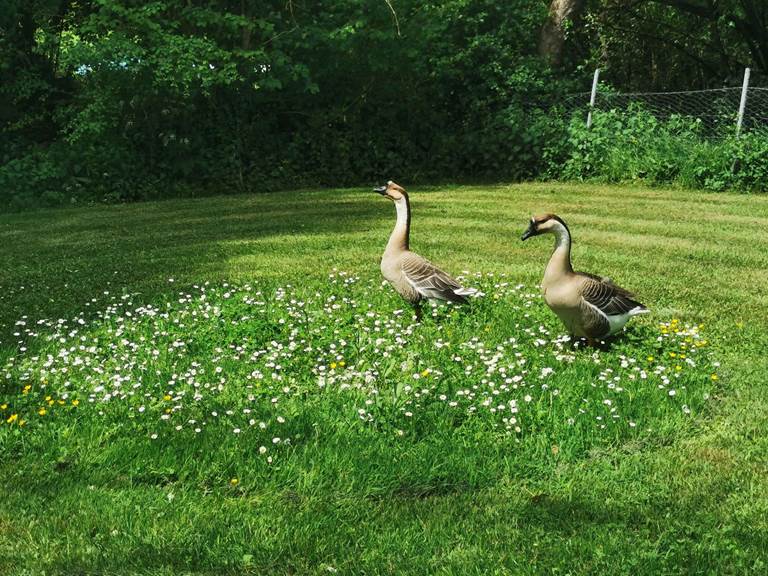 Lilo et Stich, les gardiennes du camping