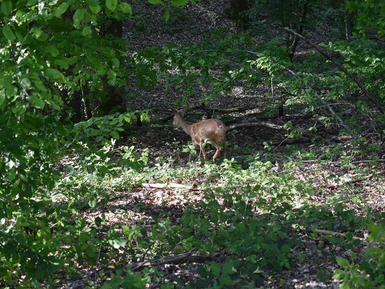 biche