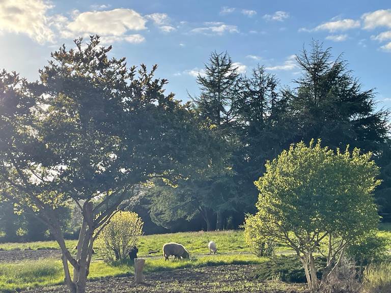 Moutons le soir