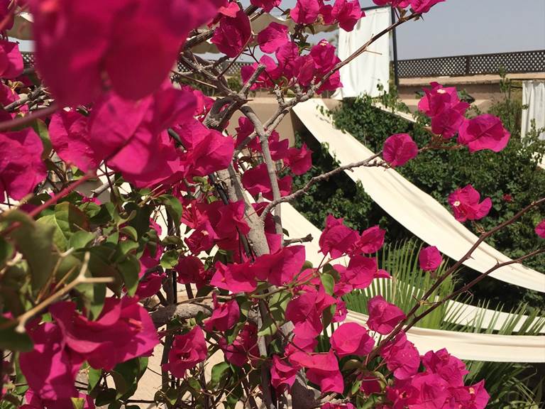 IMG-Marrakech- Riad - terasse fleur