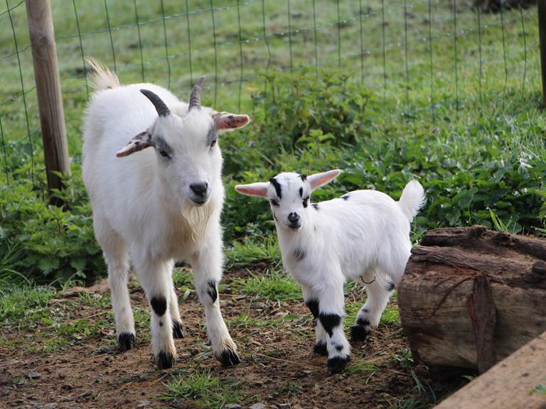 gite_groupe_sarthe_la_fleche_ferme_hameau_des_deux_ailes