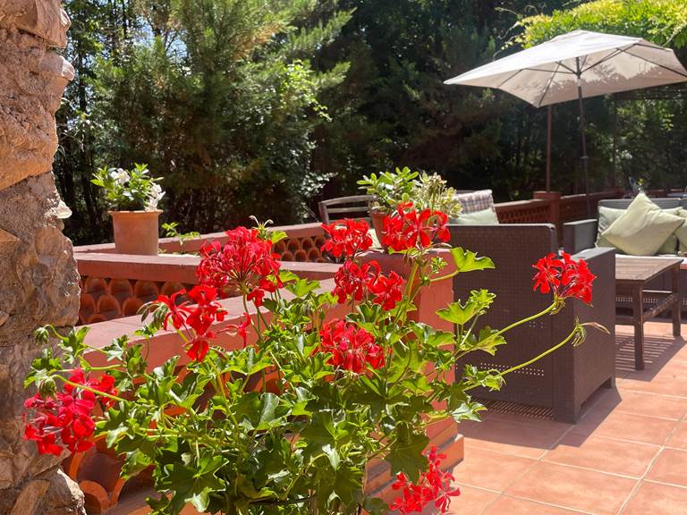 Géranium sur la terrasse
