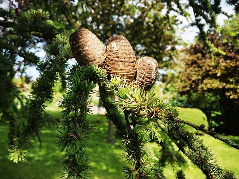 Le cèdre magnifique du jardin