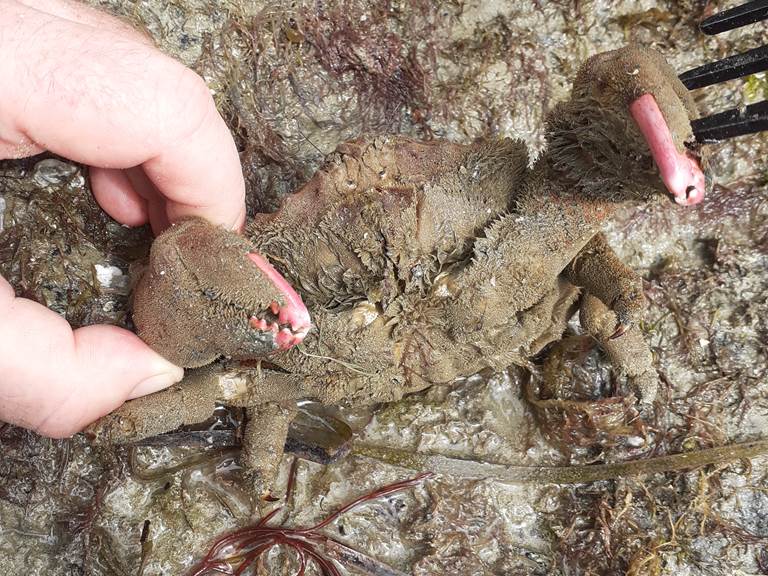 Monsieur JEAN- Un crabe étonnant - faune du bord de mer