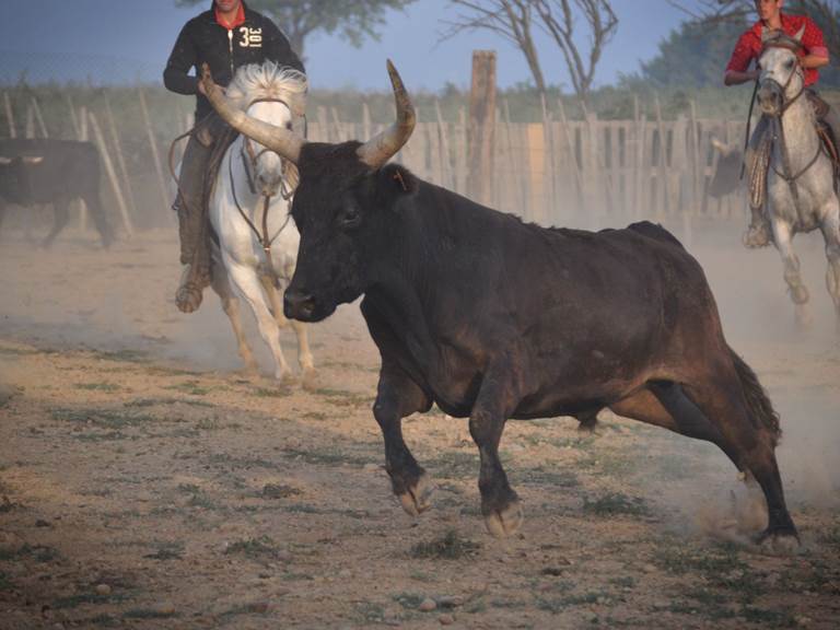taureau-camarguais-338371e8-3f3d-4174-b6cb-473ba71555aa