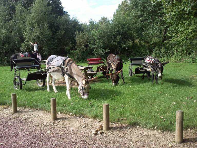 Promenades ou animations montées et attelées chariot bâché, sulky, carrosse, marathon