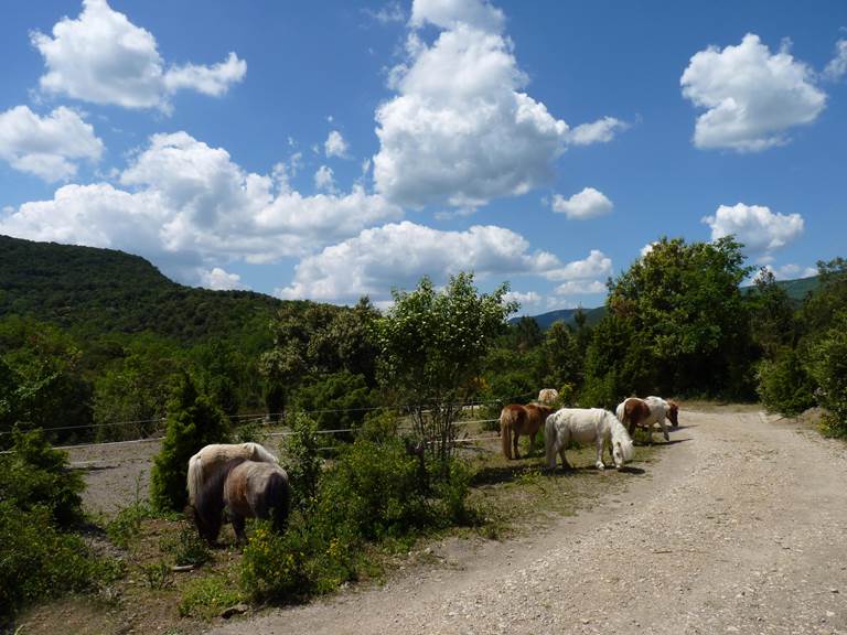 Les poneys Shetland