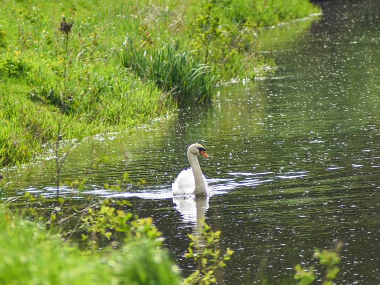 Un cygne en bord de Semois