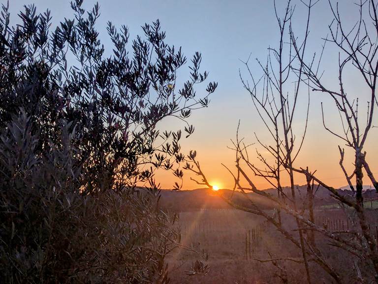 Coucher de soleil entre olivier et grenadier