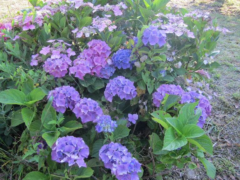 le bleu des hortensia du jardin...