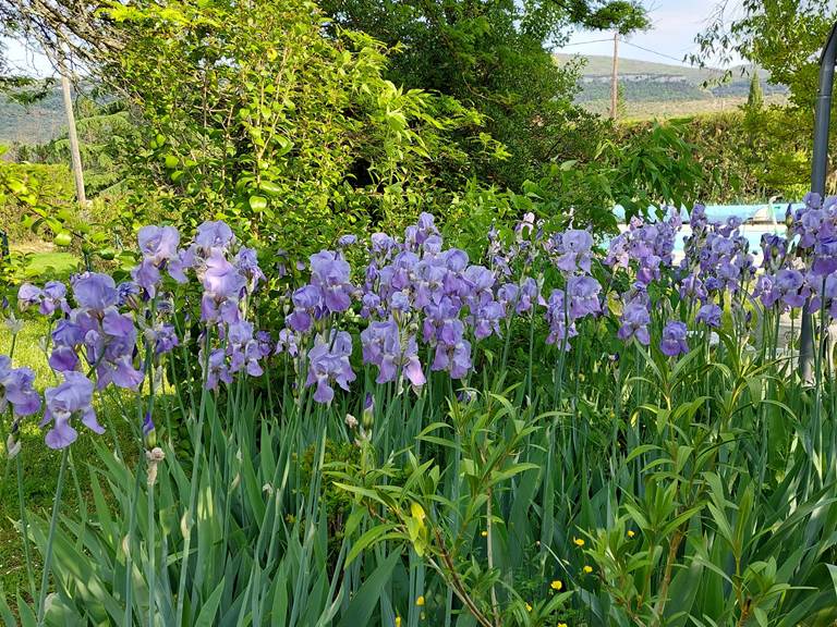 Jardin, Iris