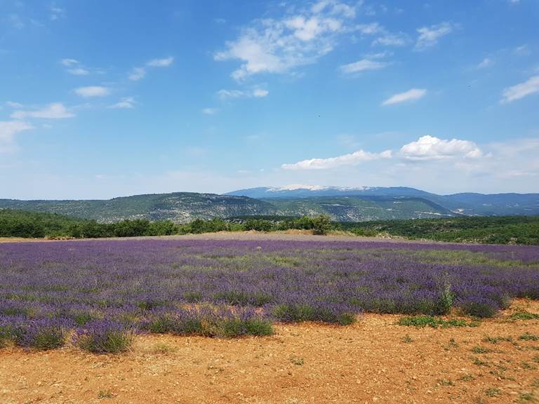 Mont Ventoux, lavandes et terre d'ocre dans le Luberon en Provence - de Saint-Saturnin les Apt à Sault