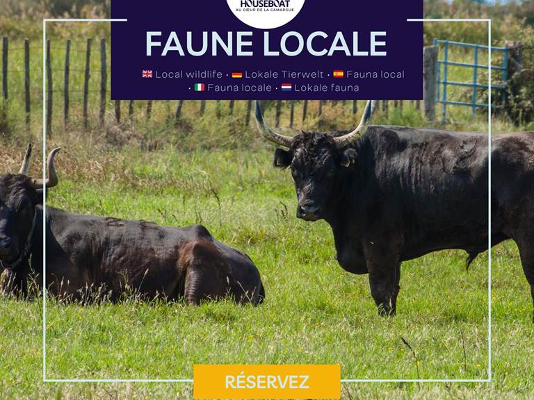 Environnement naturel préservé avec présence de taureaux de Camargue, offrant un cadre authentique et typique des paysages sauvages du sud.