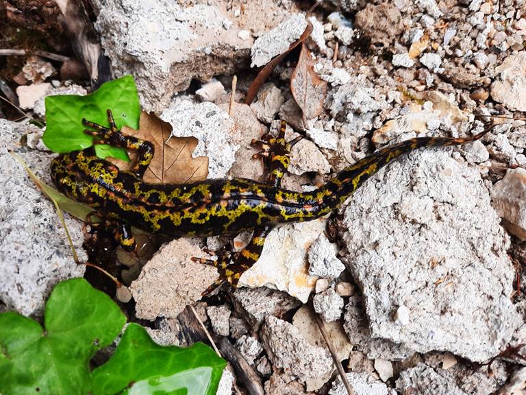 Salamandra, Salamandra qui donne son nom au domaine et qu'on croise encore