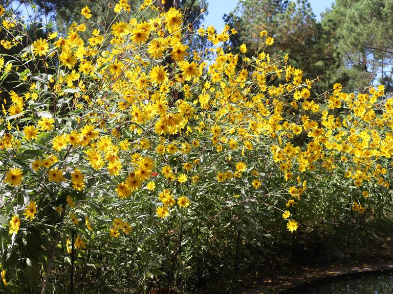 Tournesols