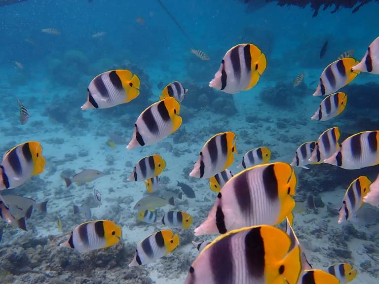 Eloa Tahiti Ocean Tour - Snorkeling & Sunset