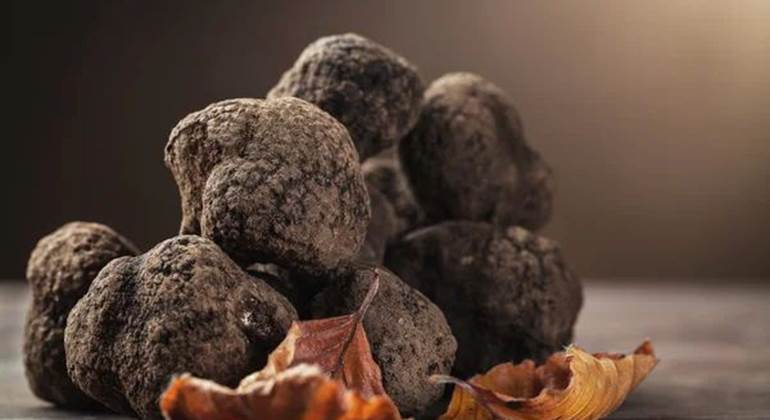 depositphotos_88733362-stock-photo-mushroom-black-truffle