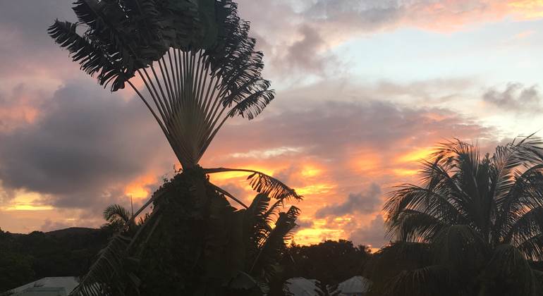 Arbre du voyageur vu de la terrasse au coucher de soleil