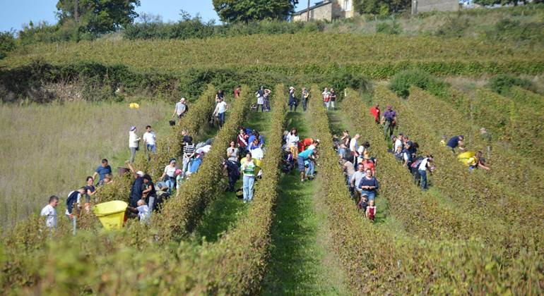 Vendangeurs d'un jour