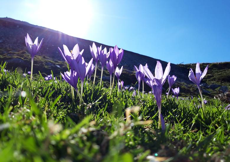 randonnee chemin de la liberte fleurs des pyrenees
