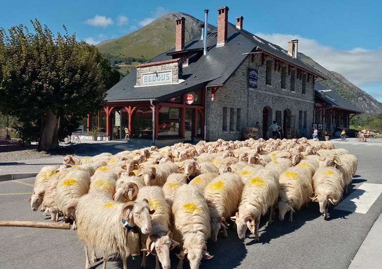troupeau brebis estive transhumance
