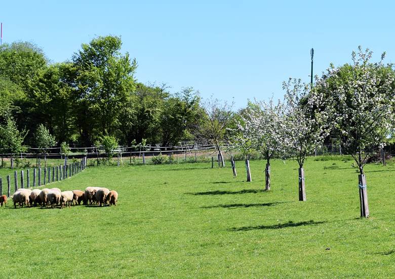 verger et moutons (3)
