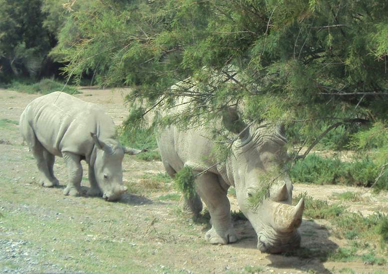 Toute l'Afrique au parc zoologique de Sigean