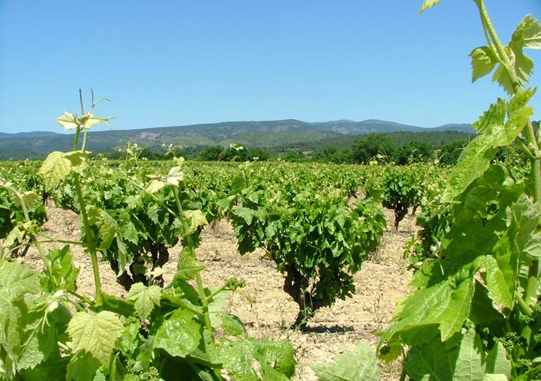 Vignobles de Peyriac Minervois