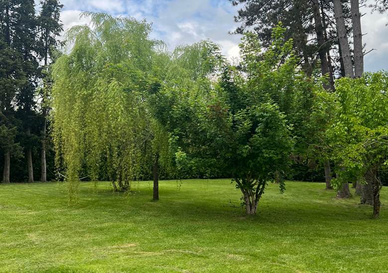 Vue Jardin arboré 3