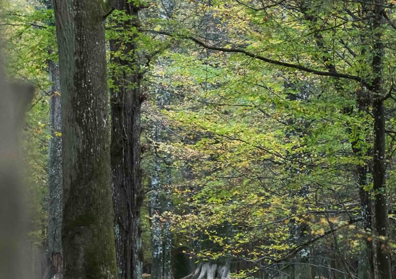 Faune sauvage