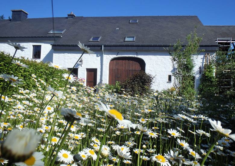 façade fleurie marguerites en profusion