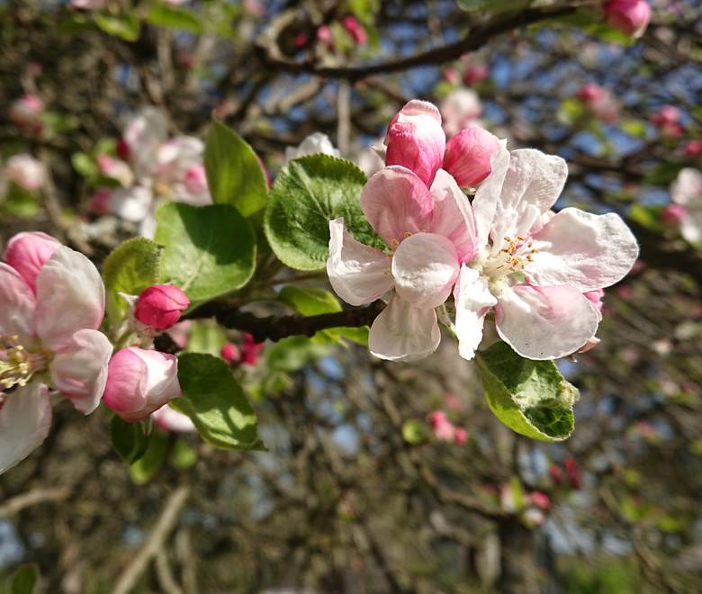 Les arbres fruitiers en fleurs au moulin de La Retardière