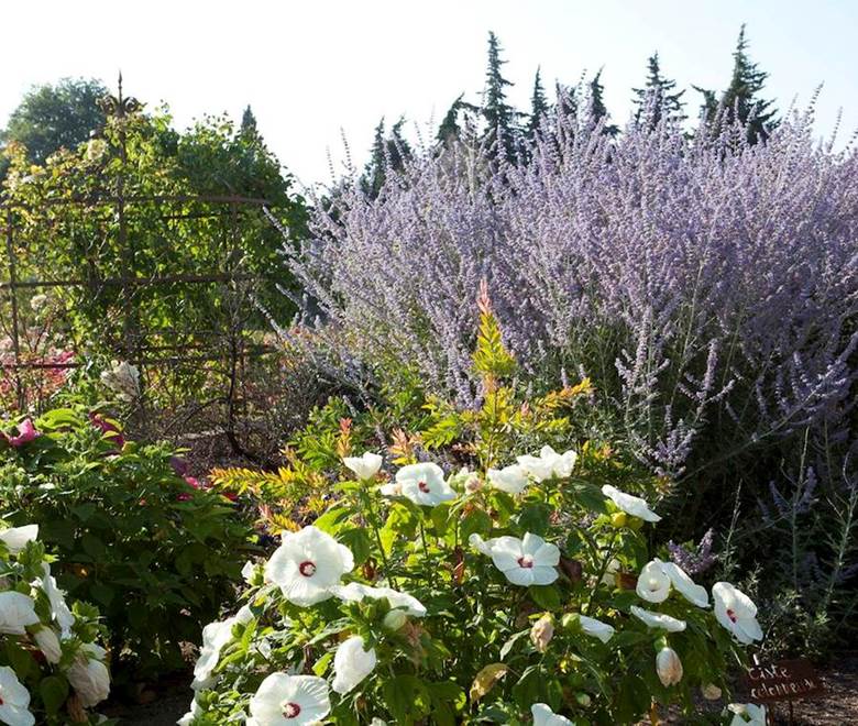 gloriette  au mas des figues