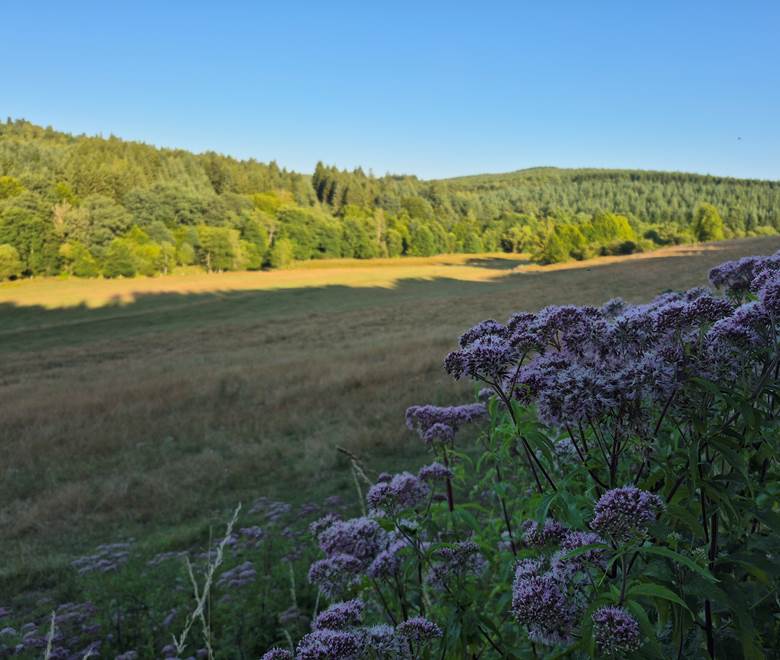 PAYSAGE 5