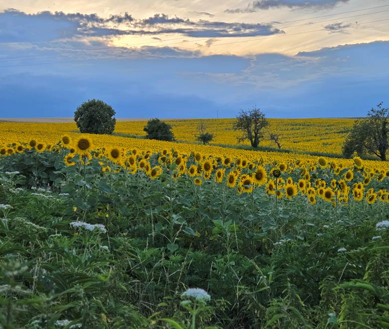 Vue derrière la maison cet été 2025