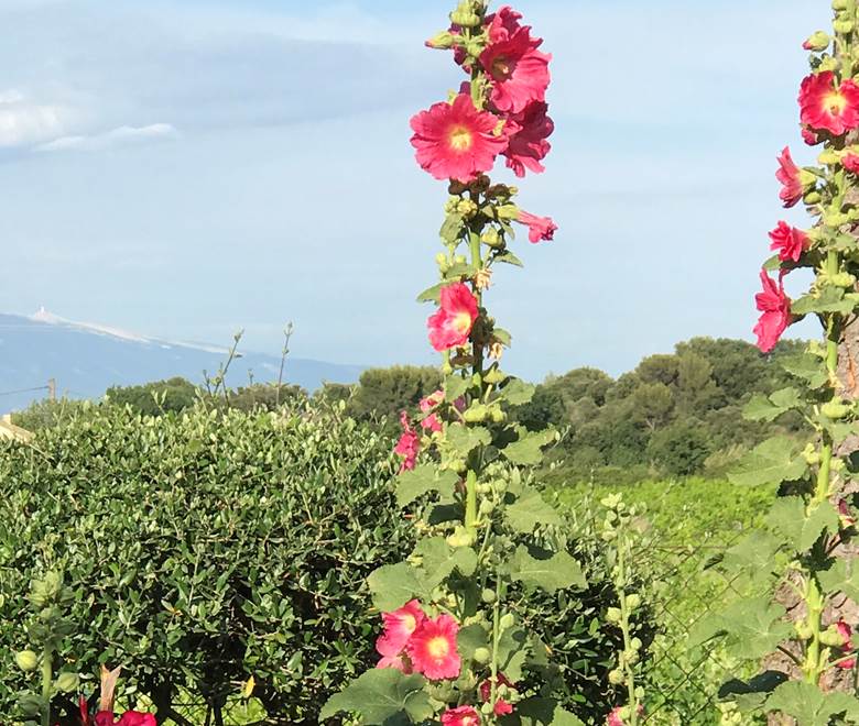 Le Mas Mellou : Le Mont Ventoux