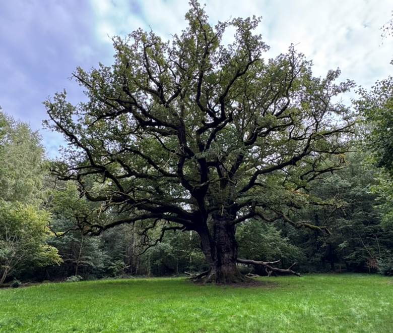 Arrènes - Le chène remarquable de 450ans