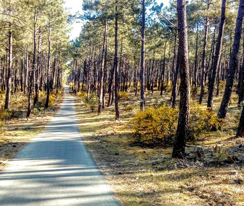 piste cyclable-Bassin d'Arcachon