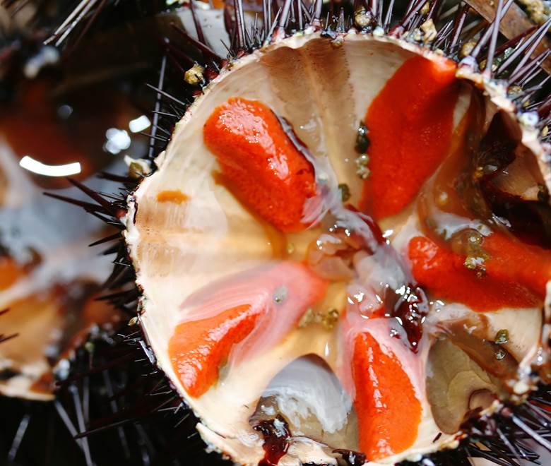 Delicieux oursins du Cap Corse