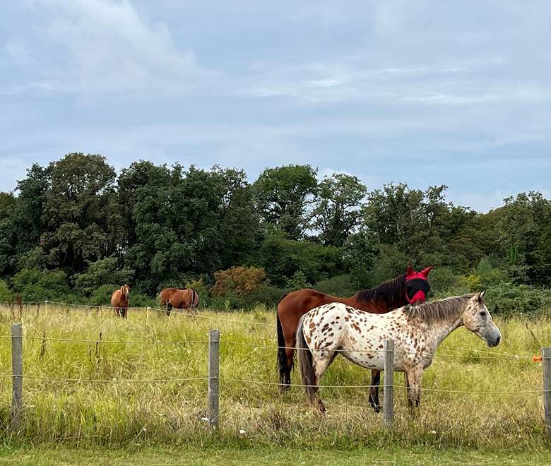 Randonnée à cheval