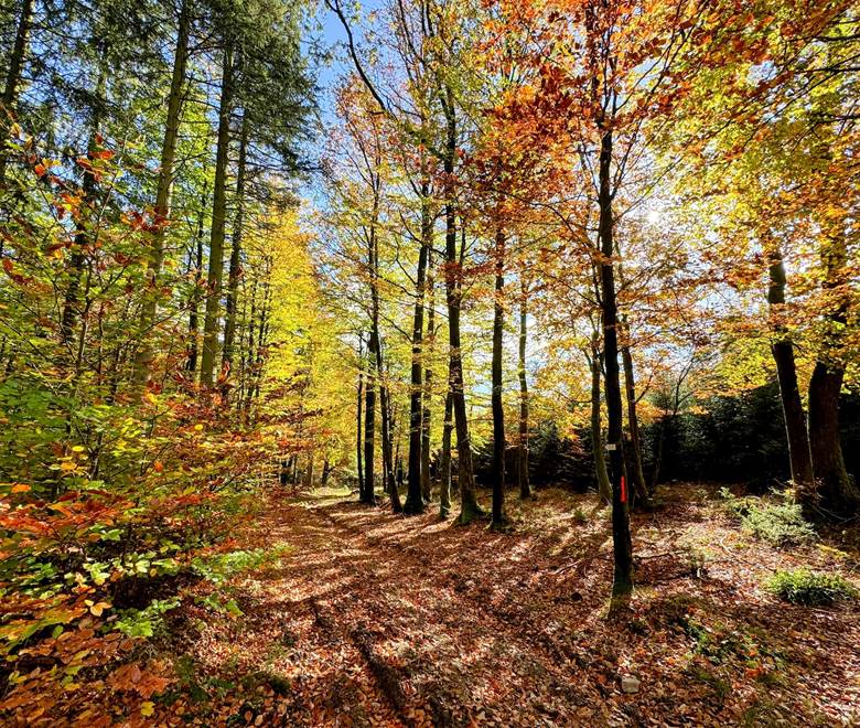 Paysage d'Ardenne