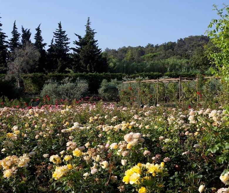 jardin-roseraie