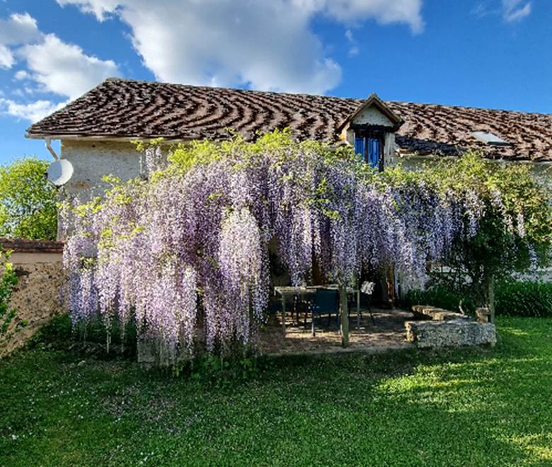 glycine pour une terrasse ombragée