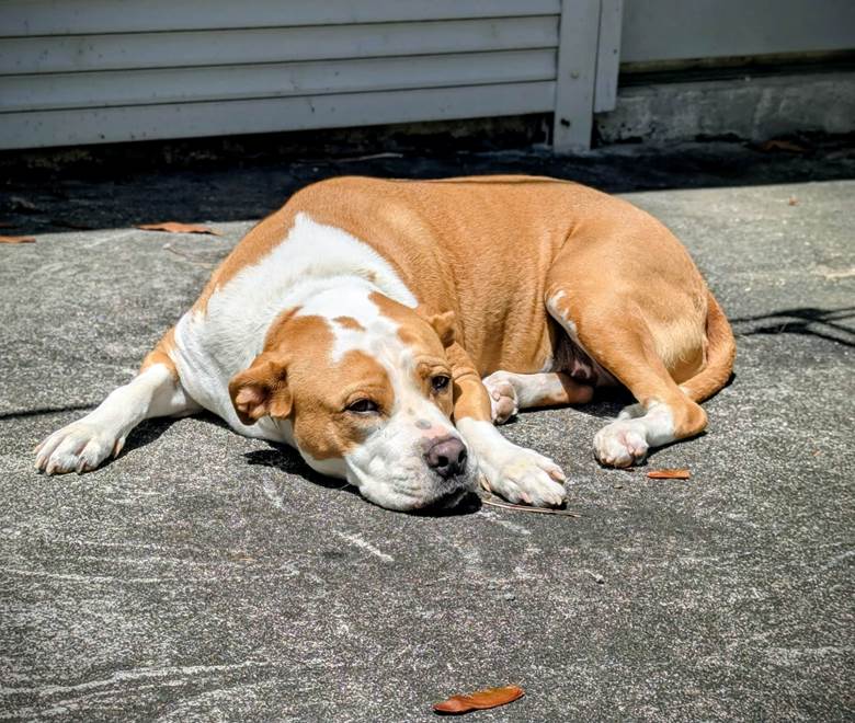 SIA toujours là pour accueillir